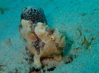 オオモンカエルアンコウ