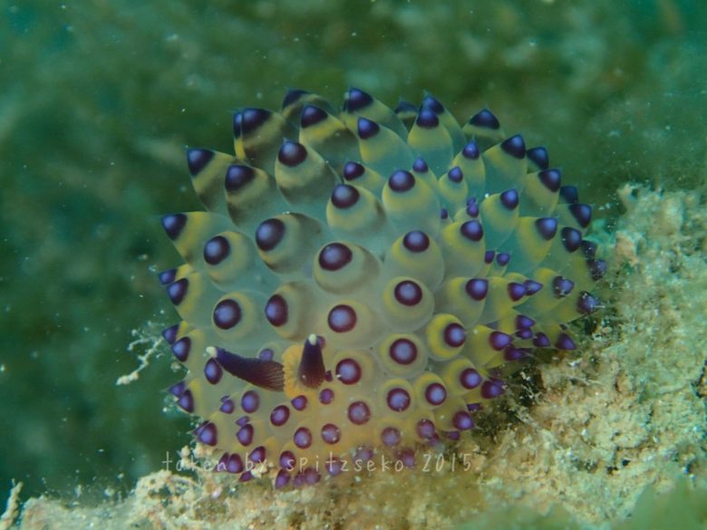 コヤナギウミウシsp