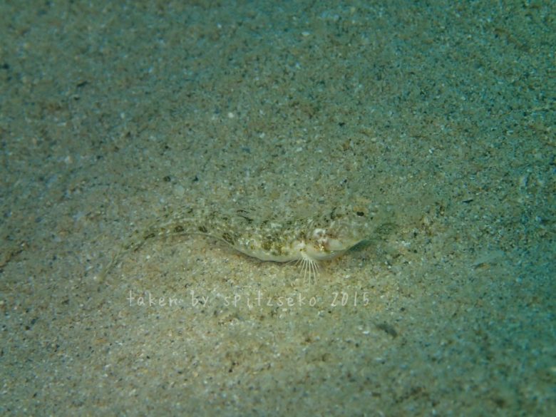 テングギンポハゼ