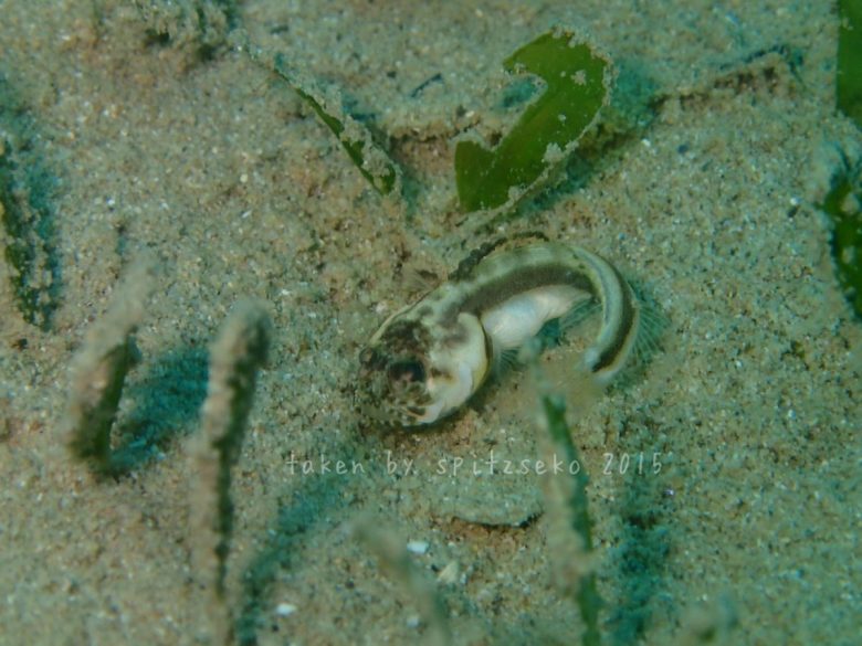 カエルアマダイ