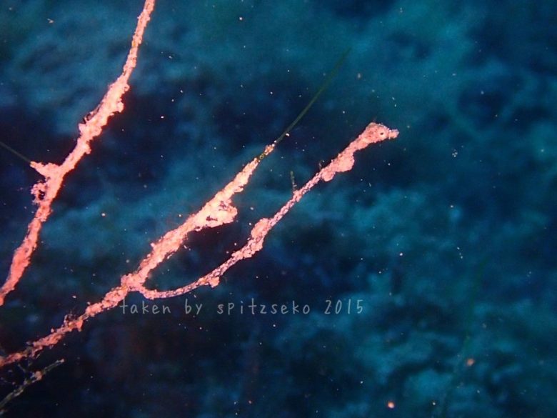 ピグミーシードラゴン