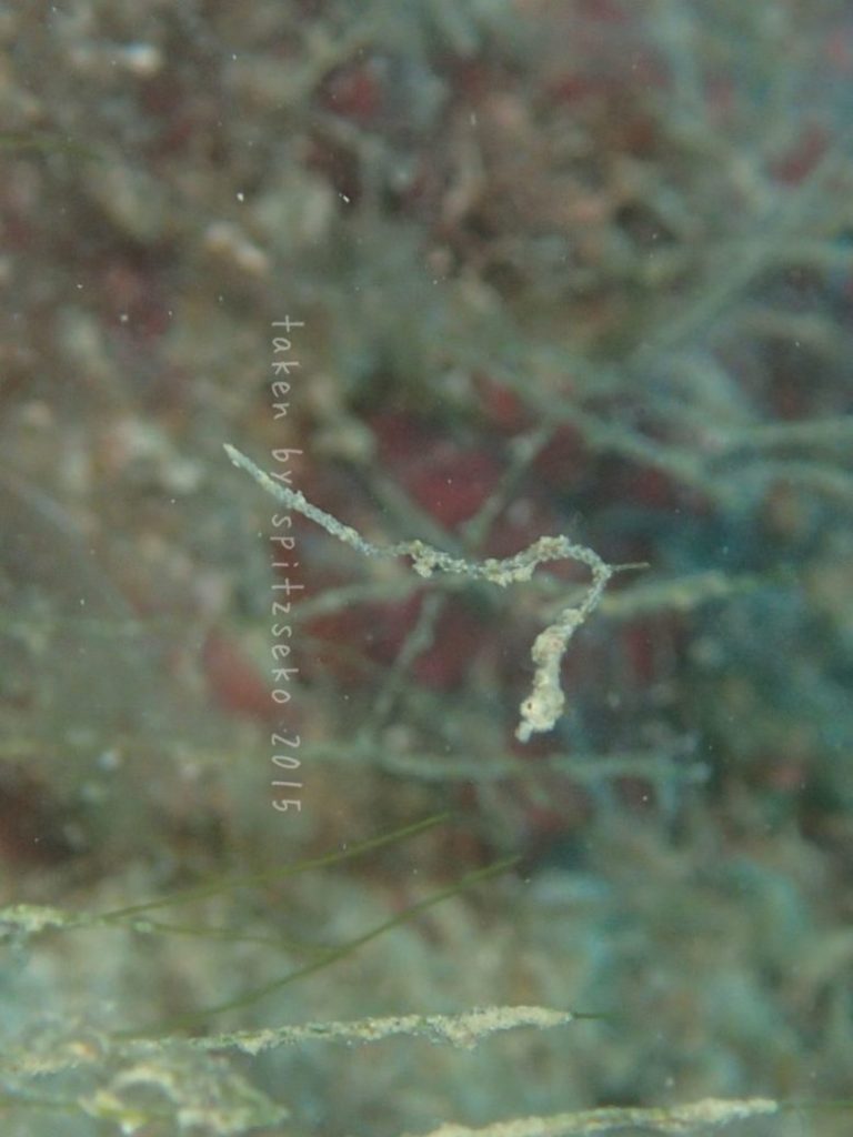 ピグミーシードラゴン