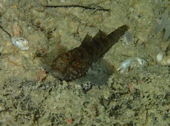 オキナワハゼsp2