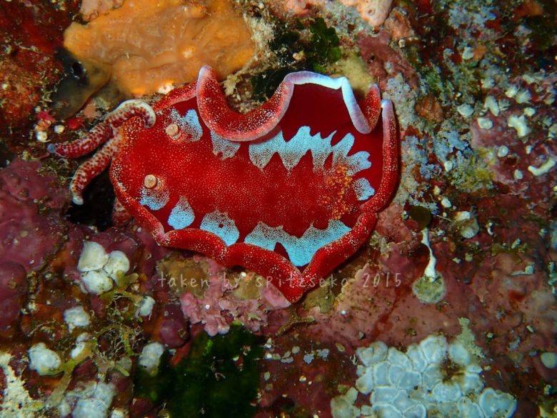 ミカドウミウシ