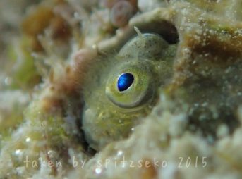 シシマイギンポ横顔