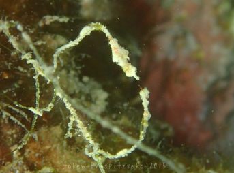 ピグミーシードラゴンのペア