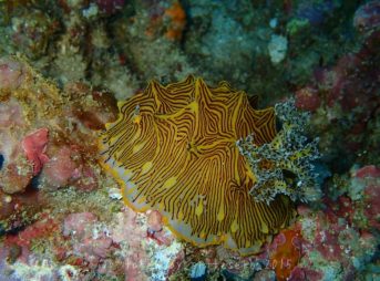 Halgerda johnsonorum Carlson & Hoff, 2000