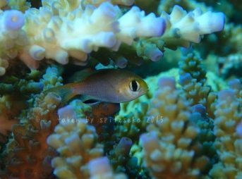 コビトスズメダイyg