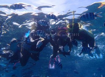 青い水とたくさんの魚たち……夏だねぇ~