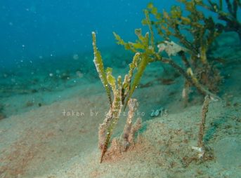 Tozeuma lanceolatumかな?　トガリモエビ属の一種