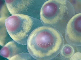 コヤナギウミウシ属の一種