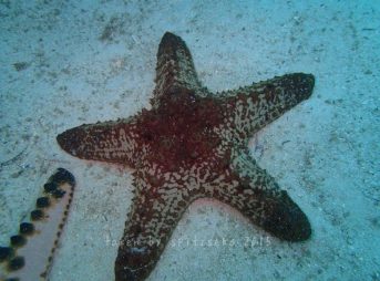 Pentaster obtusatus (Bory de St. vincent, 1827)