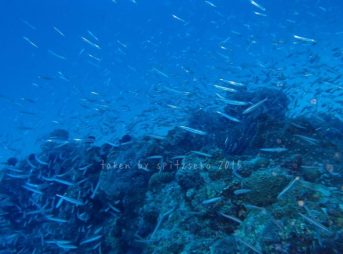 逃げ惑うグルクンの子供たち