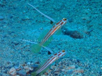 ヤシャハゼのダブル