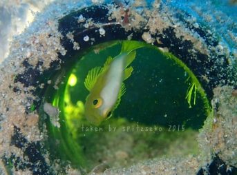 ナカモトイロワケハゼ