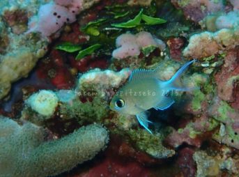 マルスズメダイ子供