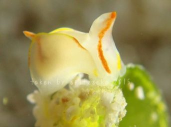 シラタマウミコチョウ