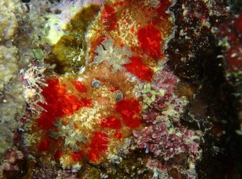 ユウゼンウミウシ