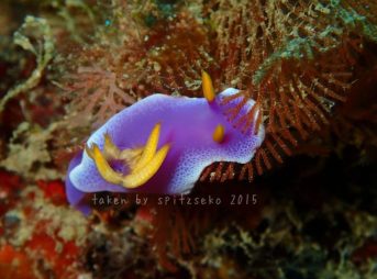 シンデレラウミウシ