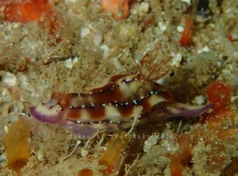 ヒュプセロドーリス・クラカトア