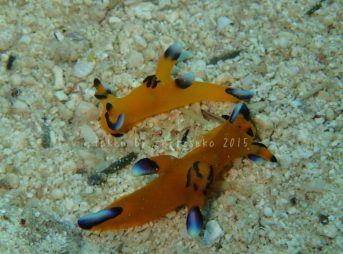 ピカチューウミウシが2個体