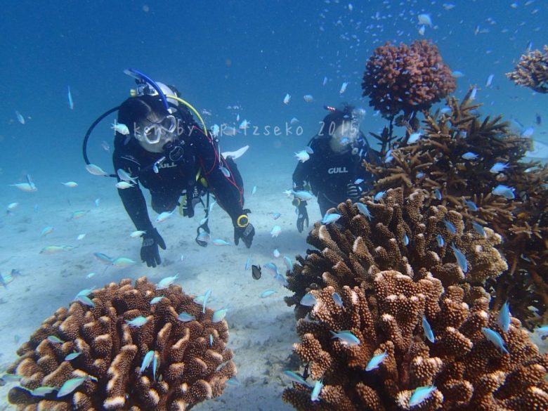 サンゴ畑に群れるスズメダイたち