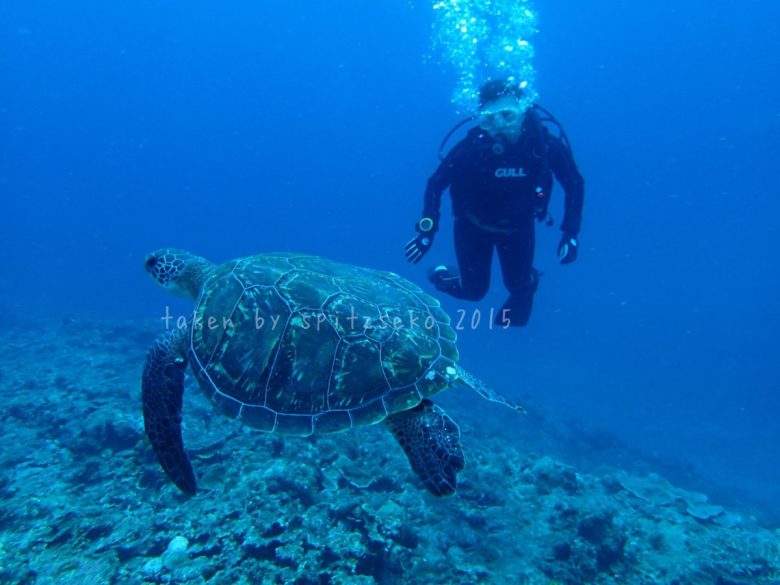 ウミガメと一緒に