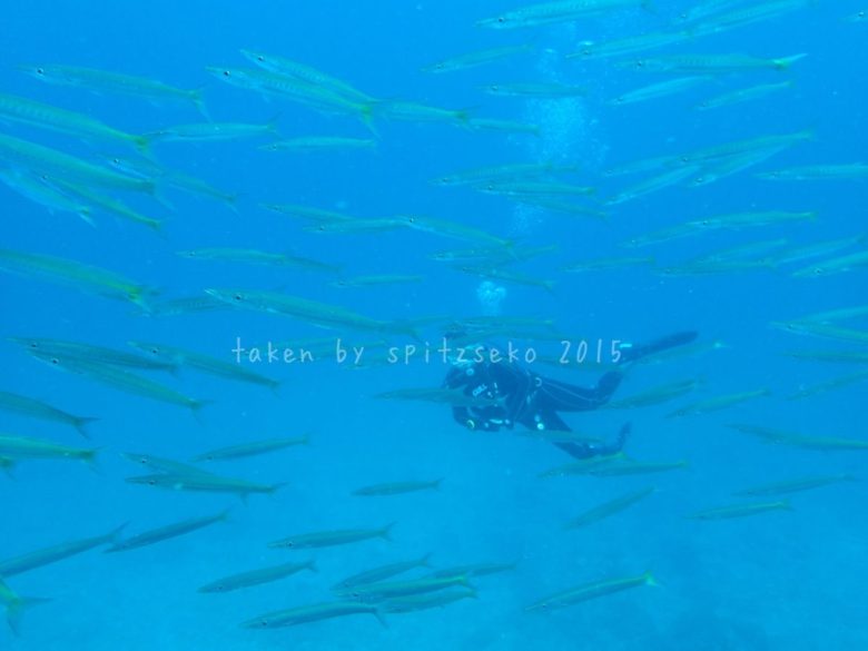 カマスと一緒に