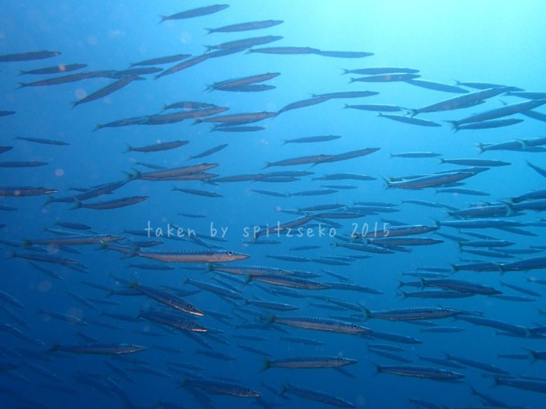 夏の間、ずっと群れていました