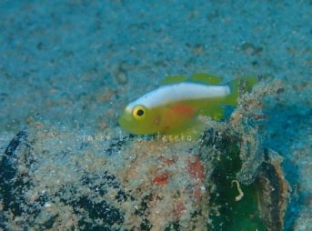 ナカモトイロワケハゼ