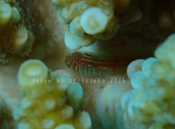 イレズミコバンハゼ