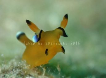 ウデフリツノザヤウミウシ