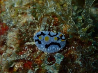 ウィランイボウミウシ