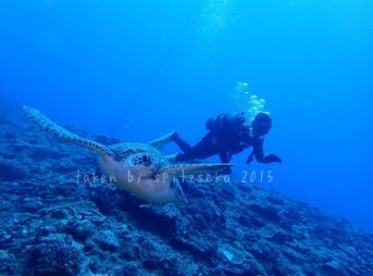 ウミガメと一緒に