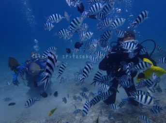 午前中の体験ダイビング、いつもありがとうです