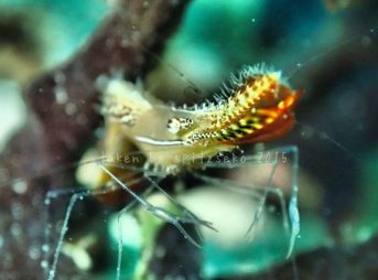 コガラシエビ＋ドラマチックモード