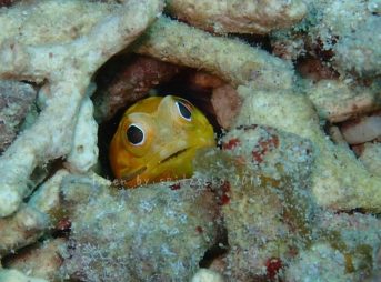 ジョーフィッシュ黄色