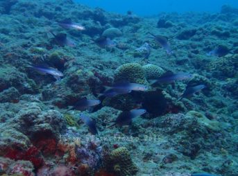 クロユリハウス