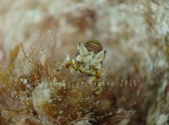 ヨコシマエビyg