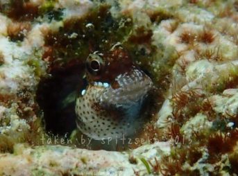 ゴテンカエルウオ