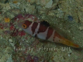 コクハンアラyg