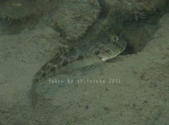 カマヒレマツゲハゼ