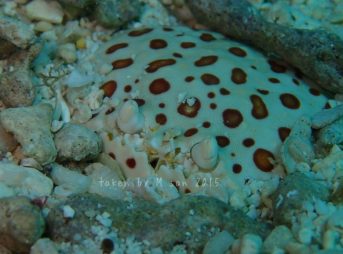 マルソデカラッパ