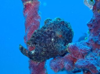 オオモンカエルアンコウ