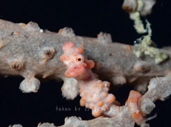 ピグミーシーホース