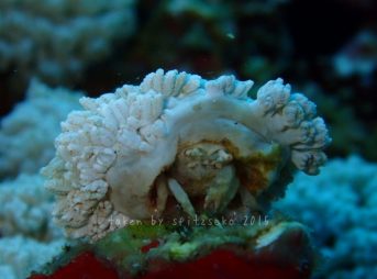 バオバブカイカムリ