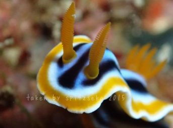 シライトウミウシ