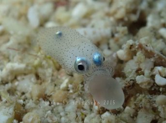 イカの赤ちゃん