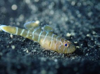 コベンケイハゼ