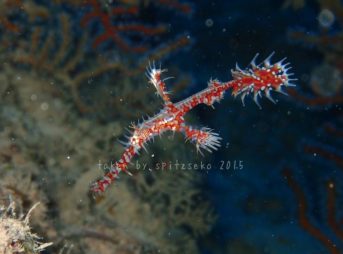 ニシキフウライウオ赤色